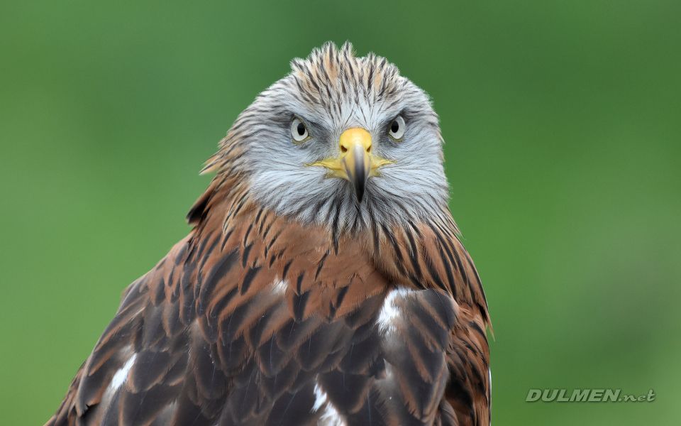 Red kite (Milvus milvus)